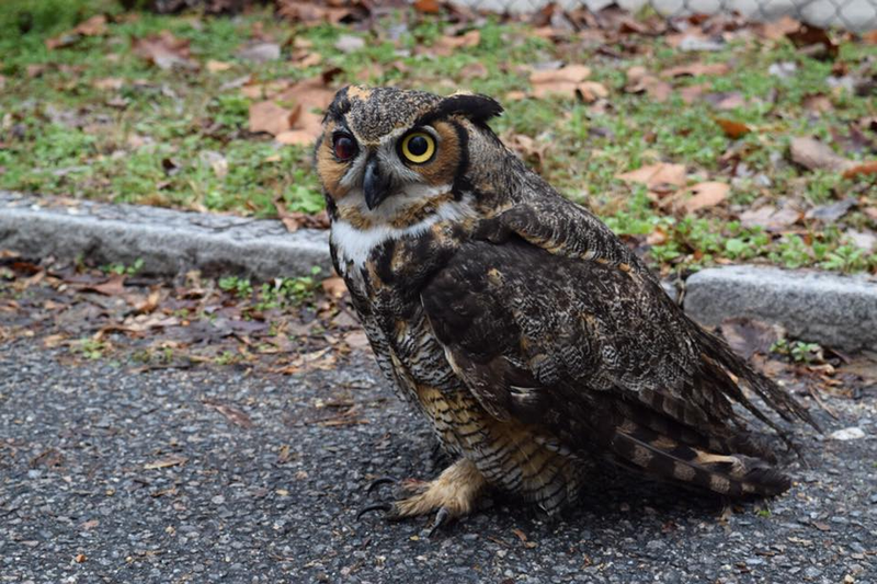 Illustration for article titled Owl Stuck In SUV Grille During 160-Mile Ride Should Be Fine